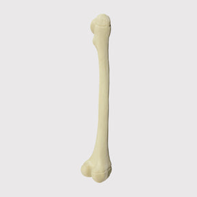 1013 - RIGHT PEDIATRIC FEMUR