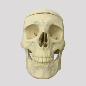 9017 - SKULL WITH INTERNAL ANATOMY AND REMOVABLE SHELL