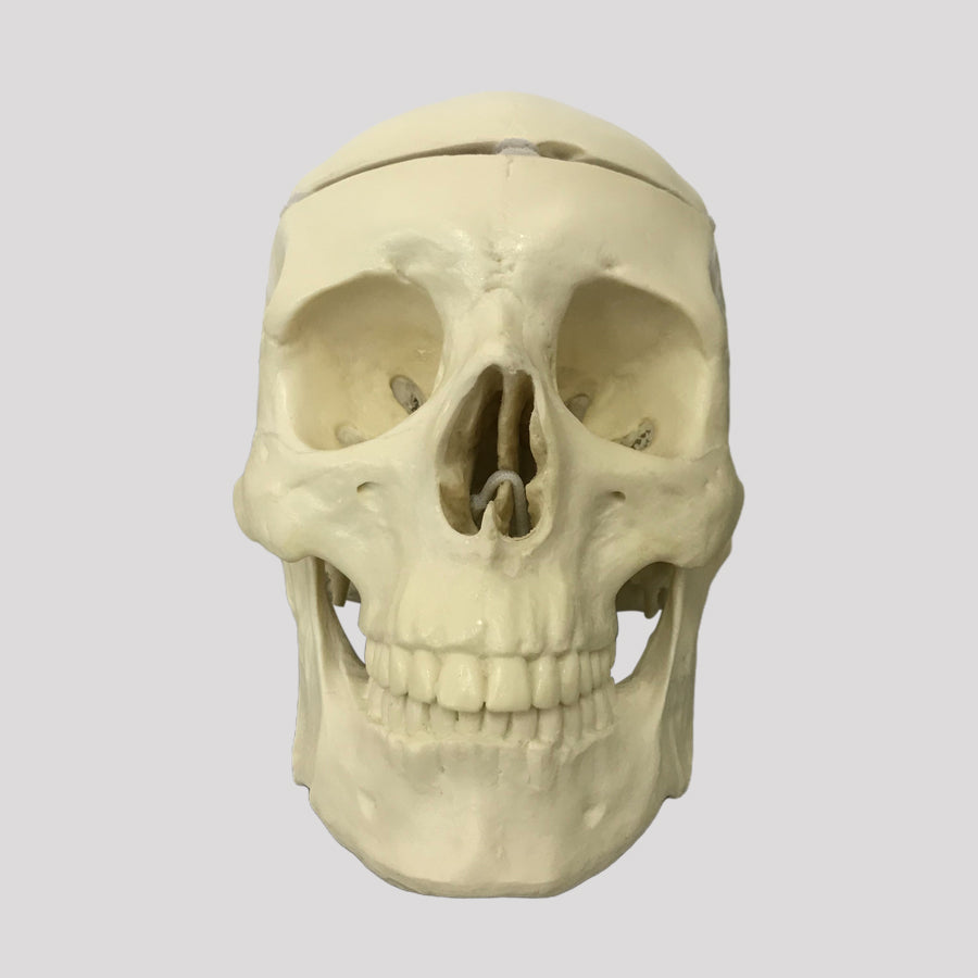 9017 - SKULL WITH INTERNAL ANATOMY AND REMOVABLE SHELL