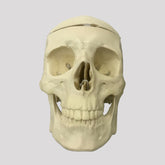 12255 - RADIOPAQUE SKULL WITH INTERNAL ANATOMY WITH REMOVABLE SHELL