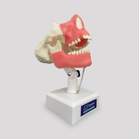 4402 GT - MODEL WITH ALL TEETH 3RD MOLAR ENCLOSED AND GUM