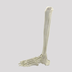 2026PI-01 - LEFT ANKLE - TIBIA, FIBULA AND FOOT