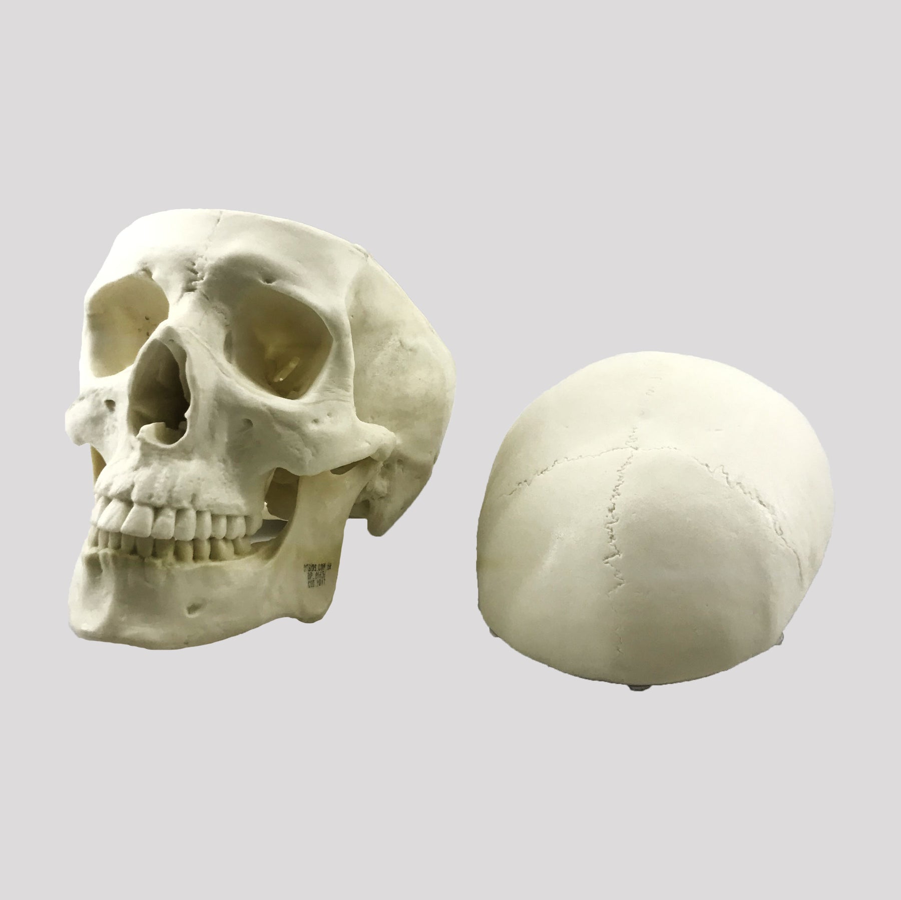 9017 - SKULL WITH INTERNAL ANATOMY AND REMOVABLE SHELL