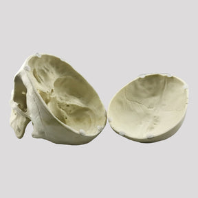 12255 - RADIOPAQUE SKULL WITH INTERNAL ANATOMY WITH REMOVABLE SHELL