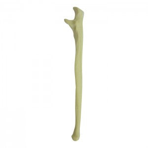 12334 - RADIOPAQUE LEFT ULNA (IMP.)