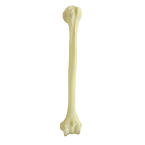 12328 - RADIOPAQUE LEFT HUMERUS WITH CANCELLOUS MATERIAL AND MEDULLARY CANAL (IMP.)