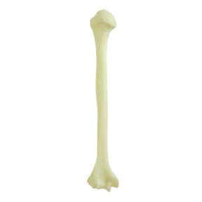 12328 - RADIOPAQUE LEFT HUMERUS WITH CANCELLOUS MATERIAL AND MEDULLARY CANAL (IMP.)