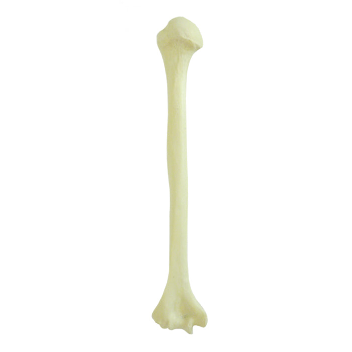 1004 - LEFT HUMERUS WITH CANCELLOUS MATERIAL AND MEDULLARY CANAL