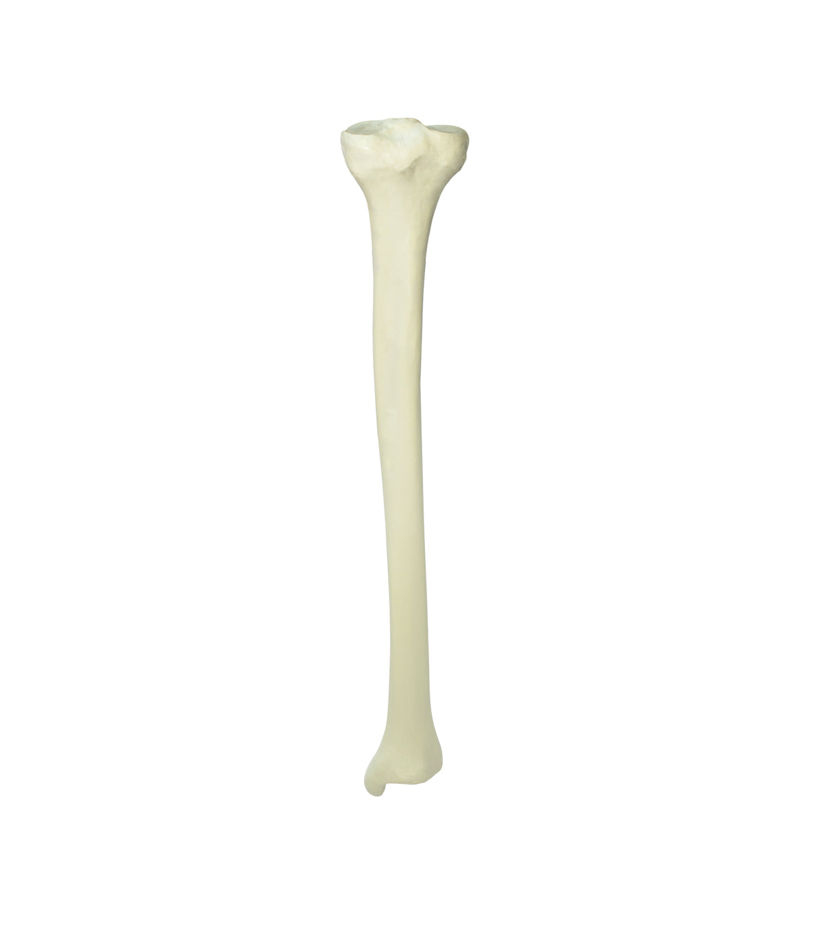 12373 - RADIOPAQUE LEFT TIBIA WITH CANCELLOUS MATERIAL  AND MEDULLARY CANAL  (IMP.)