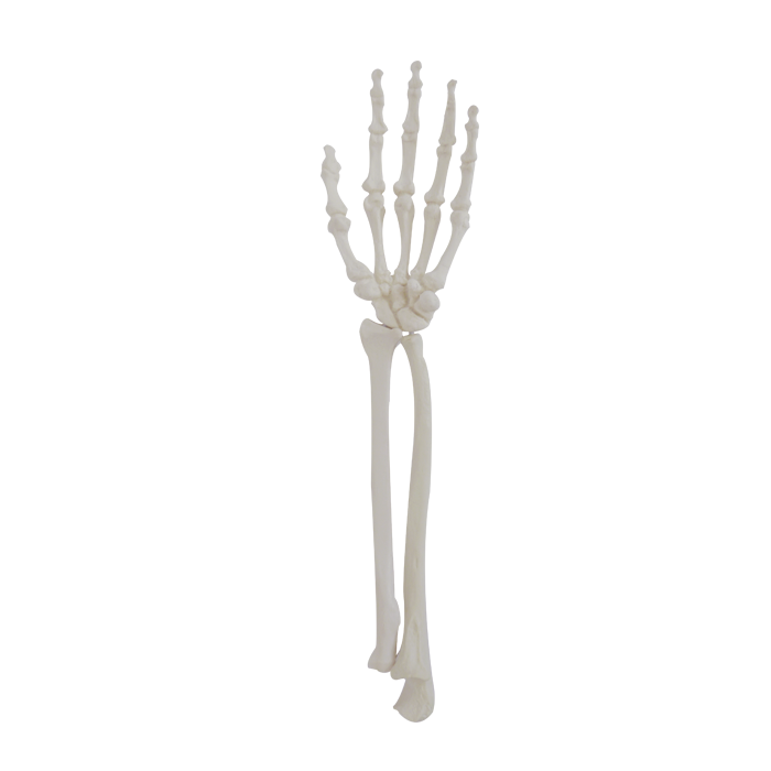 1012 - LEFT ARTICULATING WRIST