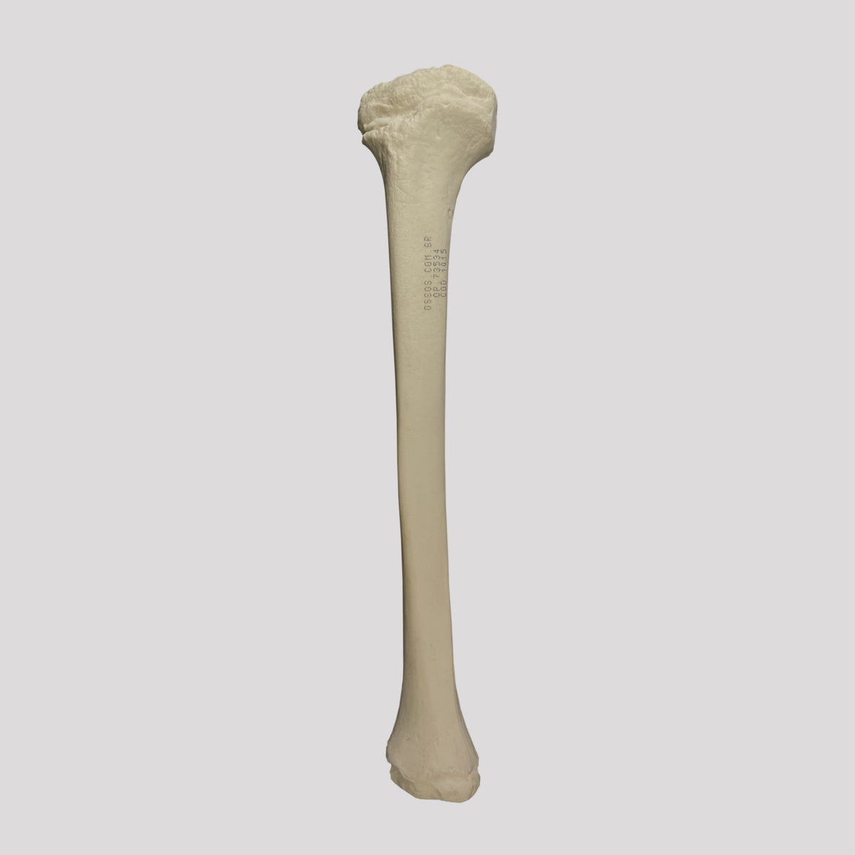 12374 - RADIOPAQUE RIGHT PEDIATRIC TIBIA