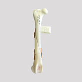 10493 - RIGHT FEMUR CANINE WITH BUTTERFLY AND TRANSVERSE FRACTURES