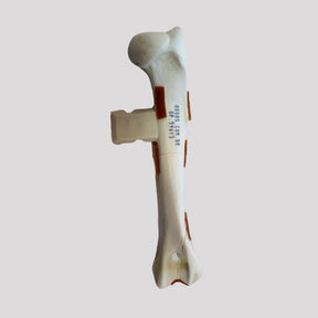 10497 - RIGHT CANINE HUMERUS WITH FRACTURE