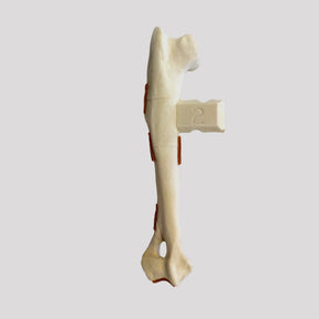 10497 - RIGHT CANINE HUMERUS WITH FRACTURE