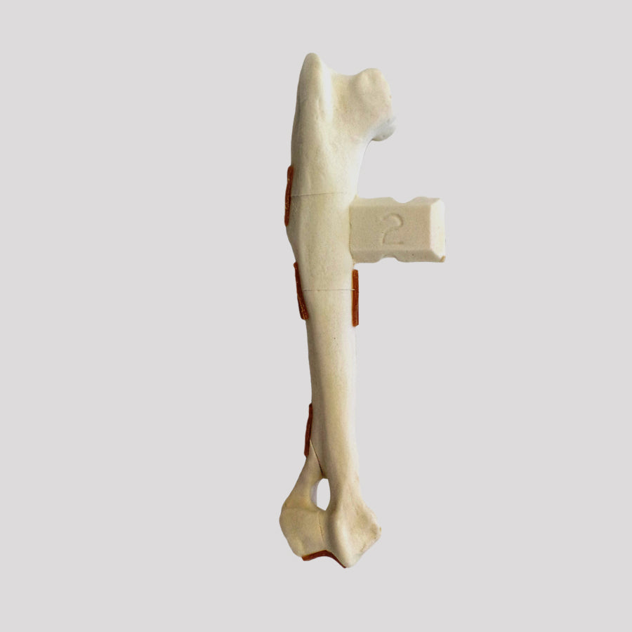 10497 - RIGHT CANINE HUMERUS WITH FRACTURE