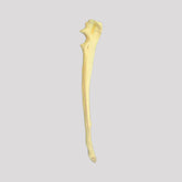 10498 - RIGHT CANINE ULNA WITH FRACTURES