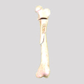 10512 - SPONGY FEMUR WITH SEGMENTAL FRACTURE - LEFT - BIG DOG