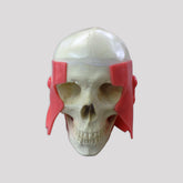 10758 - SKULL FOR ATM TECHNIQUE TRAINING