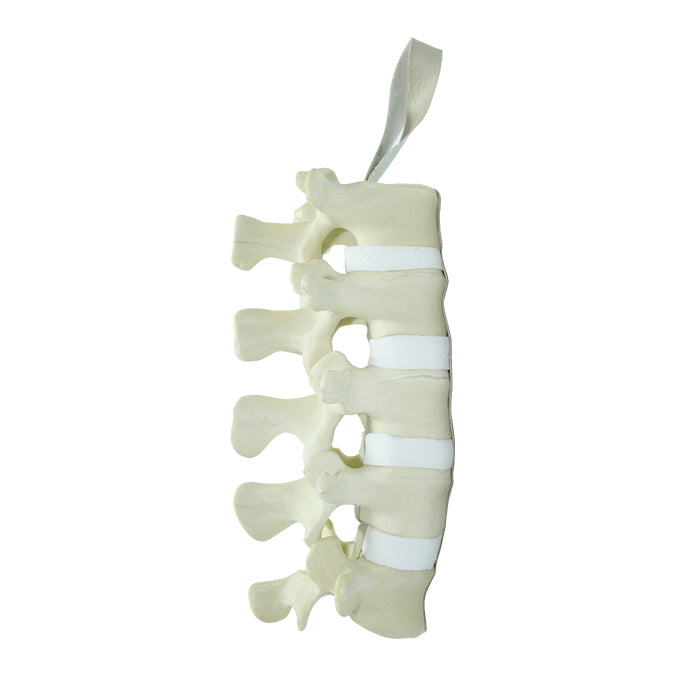 12469 - LUMBAR SPINE