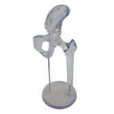 1101A - LEFT ACRYLIC HIP (PELVIS FEMUR PROXIMAL PART)