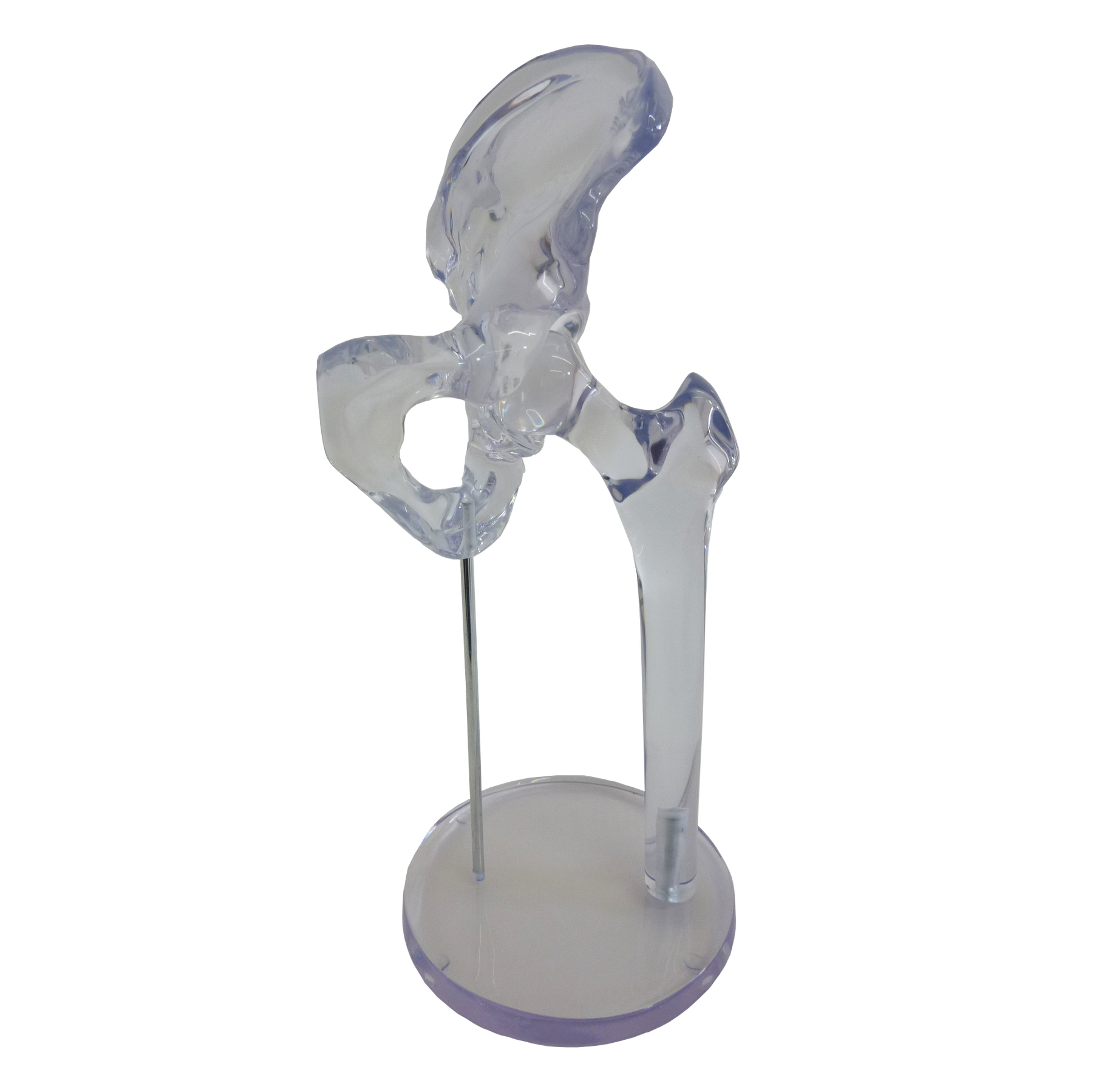 1101A - LEFT ACRYLIC HIP (PELVIS FEMUR PROXIMAL PART)