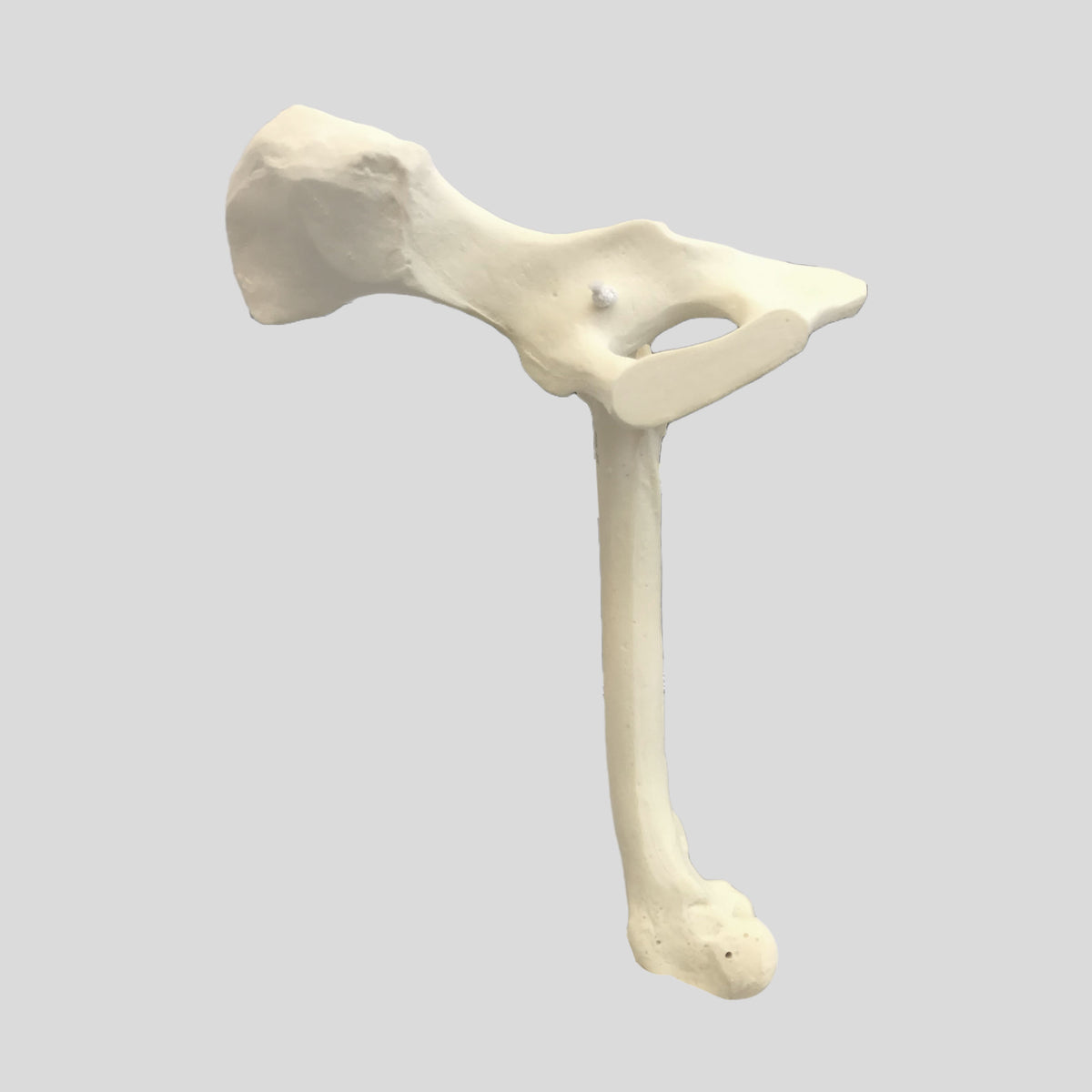 12244 - RIGHT CANCELLOUS FEMUR WITH PELVIS - LARGE CANINE