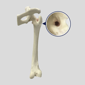 12244 - RIGHT CANCELLOUS FEMUR WITH PELVIS - LARGE CANINE