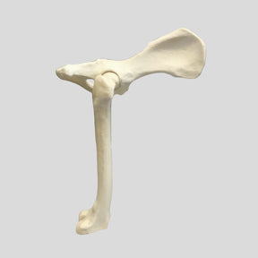 12244 - RIGHT CANCELLOUS FEMUR WITH PELVIS - LARGE CANINE