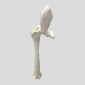 12244 - RIGHT CANCELLOUS FEMUR WITH PELVIS - LARGE CANINE