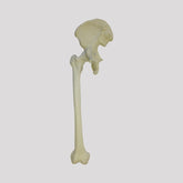 2048 - RIGHT PELVIS WITH FEMUR