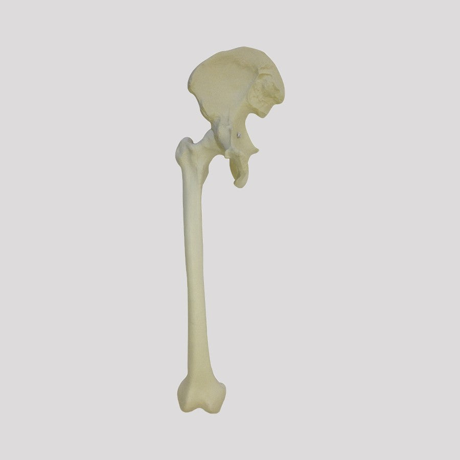 12360 - RIGHT PELVIS WITH RADIOPAQUE FEMUR