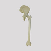 12362 - RADIOPAQUE LEFT PELVIS WITH FEMUR