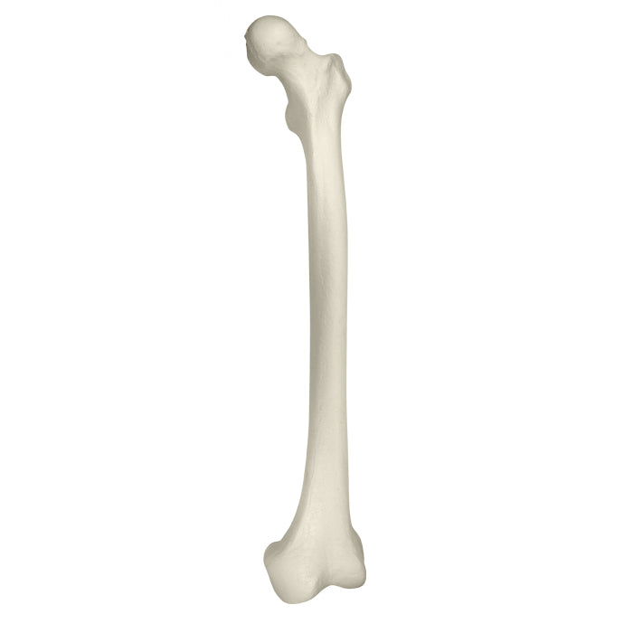 12369 - LEFT RADIOPAQUE FEMUR WITH MEDULLARY AND CANCELLOUS CANAL