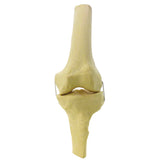 12382 - LEFT RADIOPAQUE KNEE AND COLLATERAL LIGAMENTS