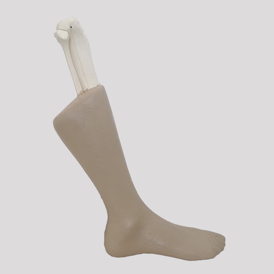 12389 - RIGHT RADIOPAQUE ANKLE WITH SOFT TISSUE