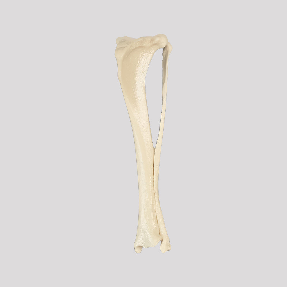 12492 - RADIOPAQUE SMALL CANINE LEFT TIBIA WITH FIBULA