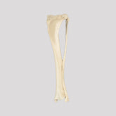 12492 - RADIOPAQUE SMALL CANINE LEFT TIBIA WITH FIBULA