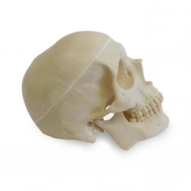 9001-3 - HOLLOW SKULL WITH FIXED CAP