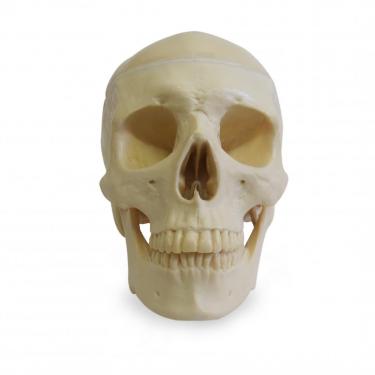 9001-3 - HOLLOW SKULL WITH FIXED CAP