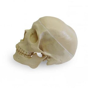 9001-3 - HOLLOW SKULL WITH FIXED CAP