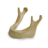 4010D - EXTRA HARD EDENTULOUS MANDIBLE