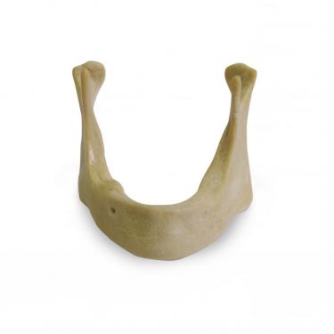 4010D - EXTRA HARD EDENTULOUS MANDIBLE