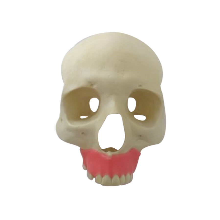 P 9016 - 01 - FRONT SKULL WITH GUMS AND PARTIAL ABSENCES