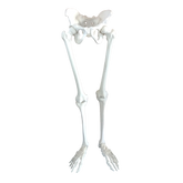 12358 - RADIOPAQUE PELVIS + LOWER LIMB W/ LIGAMENTS SIMULATION