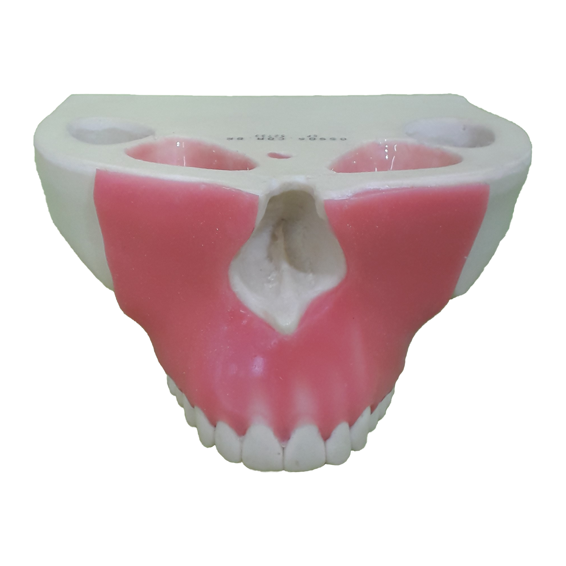 4016G - MAXILLA WITH ALL TEETH AND GUM