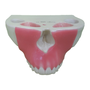 4016G - MAXILLA WITH ALL TEETH AND GUM