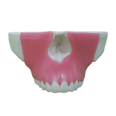 4016G - MAXILLA WITH ALL TEETH AND GUM