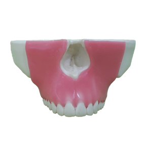 4016G - MAXILLA WITH ALL TEETH AND GUM