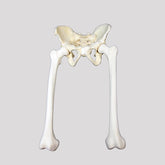 12359 - RADIOPAQUE FULL HIP WITH FEMURS