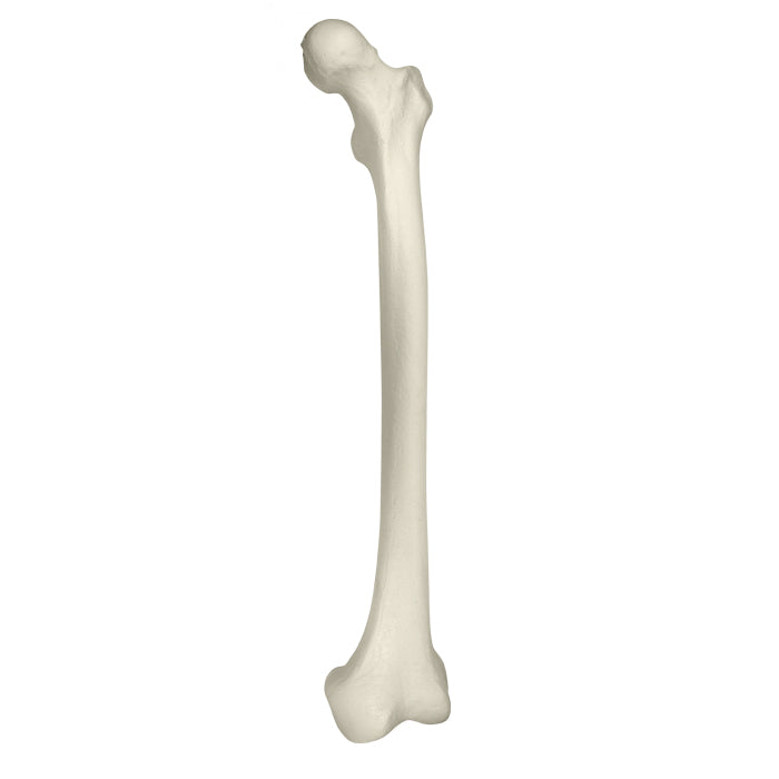 1010 - LEFT FEMUR WITH CANCELLOUS MATERIAL AND MEDULLARY CANAL